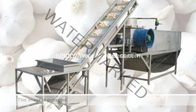 Full-Automatic-Garlic-Separating-and-Peeling-Machine-Manufacture-and-Supplier